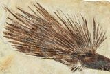 Fossil Costapalmate (Sabalites) Frond From France - Rare! #254086-2